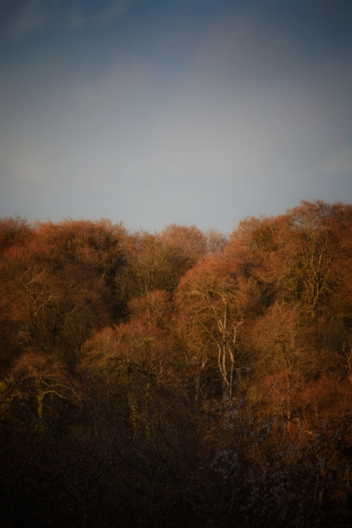 Distant trees