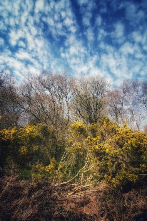 Spring trees and bushes with blue/white patchy skies