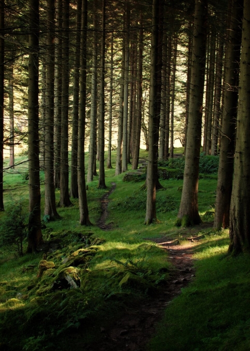 Woods and sunlight