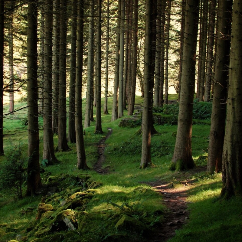 Woods and sunlight