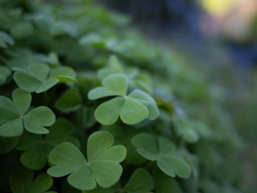 Garden Plants