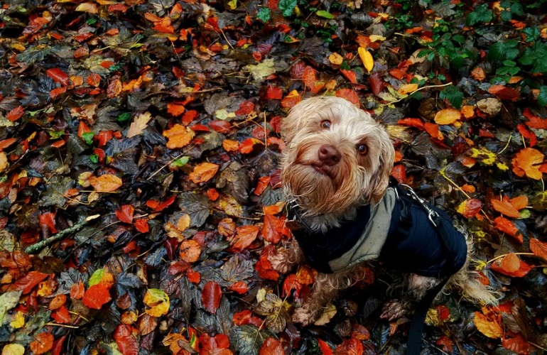 Photo: Leeroy Lugg - Autumn Leaves