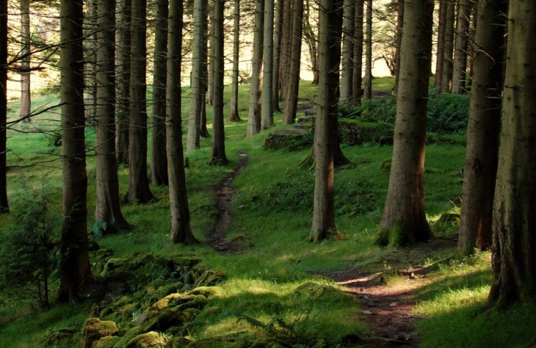 Photo: Leeroy Lugg - Autumn Leaves